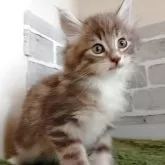 ノルウェージャンフォレストキャット