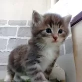 ノルウェージャンフォレストキャット