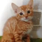 ベンガル
