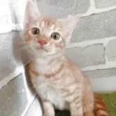 ベンガル