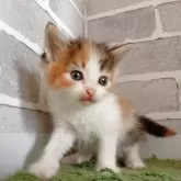 ノルウェージャンフォレストキャット
