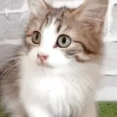 ノルウェージャンフォレストキャット