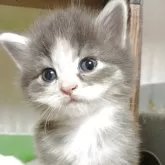 ノルウェージャンフォレストキャット【東京都・女の子・2025年7月20日・ブルーパッチドタビー&ホワイト】の写真1