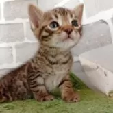 ベンガル