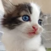 ノルウェージャンフォレストキャット