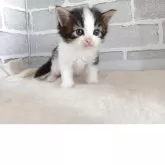 ノルウェージャンフォレストキャット