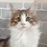 ノルウェージャンフォレストキャット