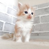 ノルウェージャンフォレストキャット