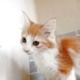ノルウェージャンフォレストキャット