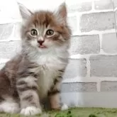 ノルウェージャンフォレストキャット