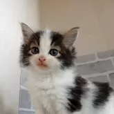ノルウェージャンフォレストキャット