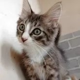 ノルウェージャンフォレストキャット