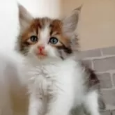 ノルウェージャンフォレストキャット
