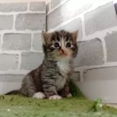 ノルウェージャンフォレストキャット