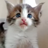 ノルウェージャンフォレストキャット