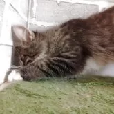 ノルウェージャンフォレストキャット【東京都・男の子・2025年6月1日・ブラウンタビー&ホワイト】の写真2