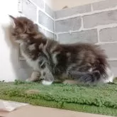 ノルウェージャンフォレストキャット【東京都・女の子・2025年7月20日・ブルーパッチドタビー&ホワイト】の写真4