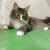 ノルウェージャンフォレストキャット【東京都・男の子・2025年6月1日・ブラウンタビー&ホワイト】の写真4