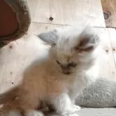 ラグドール【東京都・男の子・2025年9月18日・ブルーポイントミテッド】の写真4