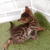 ベンガル【東京都・女の子・2025年6月28日・ブラウンスポテッドタビー】の写真4
