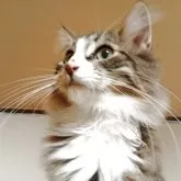 ノルウェージャンフォレストキャット【東京都・男の子・2025年6月1日・ブラウンタビー&ホワイト】の写真5