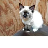 ラグドール【東京都・男の子・2025年2月24日・シールポイント】の写真5