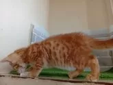 ベンガル【東京都・男の子・2025年1月12日・レッドスポテッドタビー】の写真5