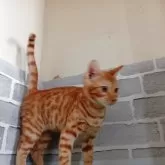 ベンガル【東京都・男の子・2025年6月28日・レッドスポテッドタビー】の写真5