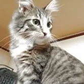 ノルウェージャンフォレストキャット【東京都・男の子・2025年6月1日・ブラウンタビー&ホワイト】の写真6