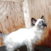 ラグドール【東京都・男の子・2025年2月24日・シールポイント】の写真6