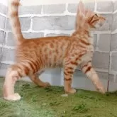 ベンガル【東京都・男の子・2025年6月28日・レッドスポテッドタビー】の写真6