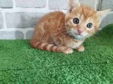 ベンガル【東京都・男の子・2025年1月12日・レッドスポテッドタビー】の写真7