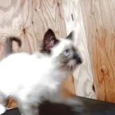 ラグドール【東京都・男の子・2025年2月24日・シールポイント】の写真7