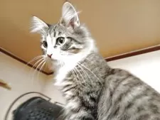 ノルウェージャンフォレストキャット【東京都・男の子・2025年6月1日・ブラウンタビー&ホワイト】の写真8