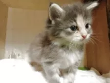 ノルウェージャンフォレストキャット【東京都・女の子・2025年7月20日・ブルーパッチドタビー&ホワイト】の写真8