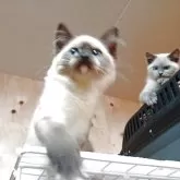 ラグドール【東京都・男の子・2025年2月24日・シールポイント】の写真9