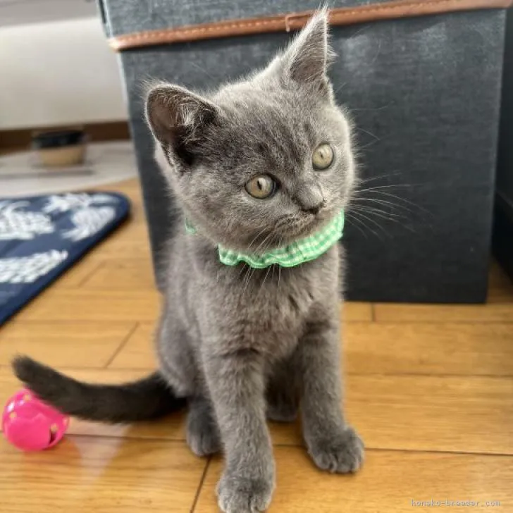 ID：2209-02304の子猫