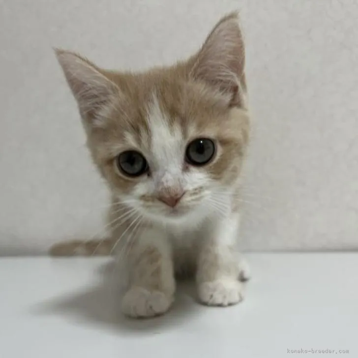 T.Y 様のお迎えした子猫