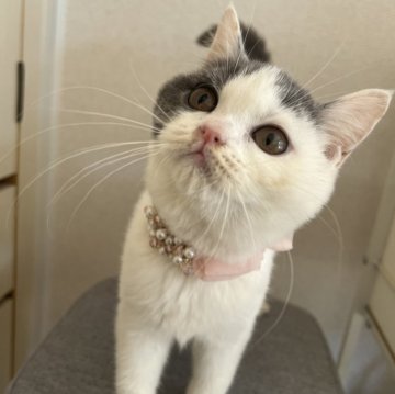 ブリティッシュショートヘア【埼玉県・女の子・2024年8月5日・ブルー&ホワイト】の写真「美人3姉妹のめちゃめちゃ可愛い女の子✨」