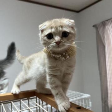 スコティッシュフォールド(折れ耳)【埼玉県・男の子・2022年11月2日・クリームダビー（ショート）】の写真「❤️バレンタインデーキャンペーン実施中💕」