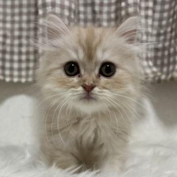 スコティッシュフォールド(立ち耳)【埼玉県・女の子・2022年10月14日・カメオタビー&ホワイト（ロング）】の写真「✨年末年始キャンペーン✨
大幅値下げ❣️」