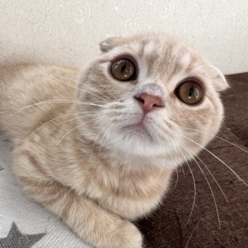 スコティッシュフォールド(折れ耳)【埼玉県・男の子・2022年10月14日・クリームダビー（ショート）】の写真「❤️ウルウルした大きなお目々がチャームポイント✨」
