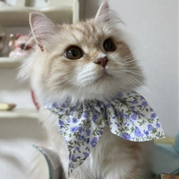 スコティッシュフォールド(立ち耳)【埼玉県・男の子・2022年10月14日・クリームタビー&ホワイト（ロング）】の写真「爆毛タイプのイケメン王子様✨」