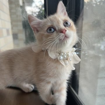 スコティッシュフォールド(立ち耳)【埼玉県・男の子・2023年8月1日・クリーム】の写真「淡い綺麗な毛色のミステリアス王子様✨」