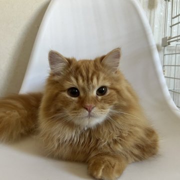 ミヌエット(長足)【埼玉県・男の子・2023年7月25日・レッドタビー（長毛）】の写真「モフモフで毛量たっぷりゴージャスな男の子です✨」