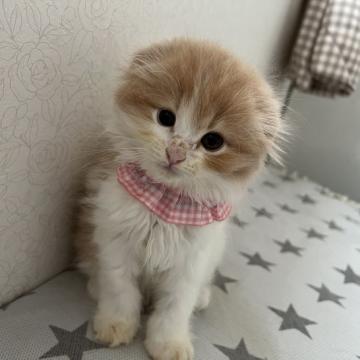 スコティッシュフォールド(折れ耳)【埼玉県・女の子・2022年5月19日・クリーム&ホワイト（セミロング予想）】の写真「ふんわり優しい感じの可愛いプリンセス💕」