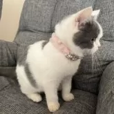 ブリティッシュショートヘア【埼玉県・女の子・2024年8月5日・ブルー&ホワイト】の写真2