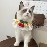 ラグドール【埼玉県・女の子・2025年5月8日・シールポイントバイカラー】の写真10