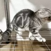 マンチカン(長足)【埼玉県・女の子・2025年5月15日・シルバータビー】の写真10