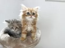 ミヌエット(長足)【埼玉県・男の子・2025年6月24日・レッドダビー】の写真12